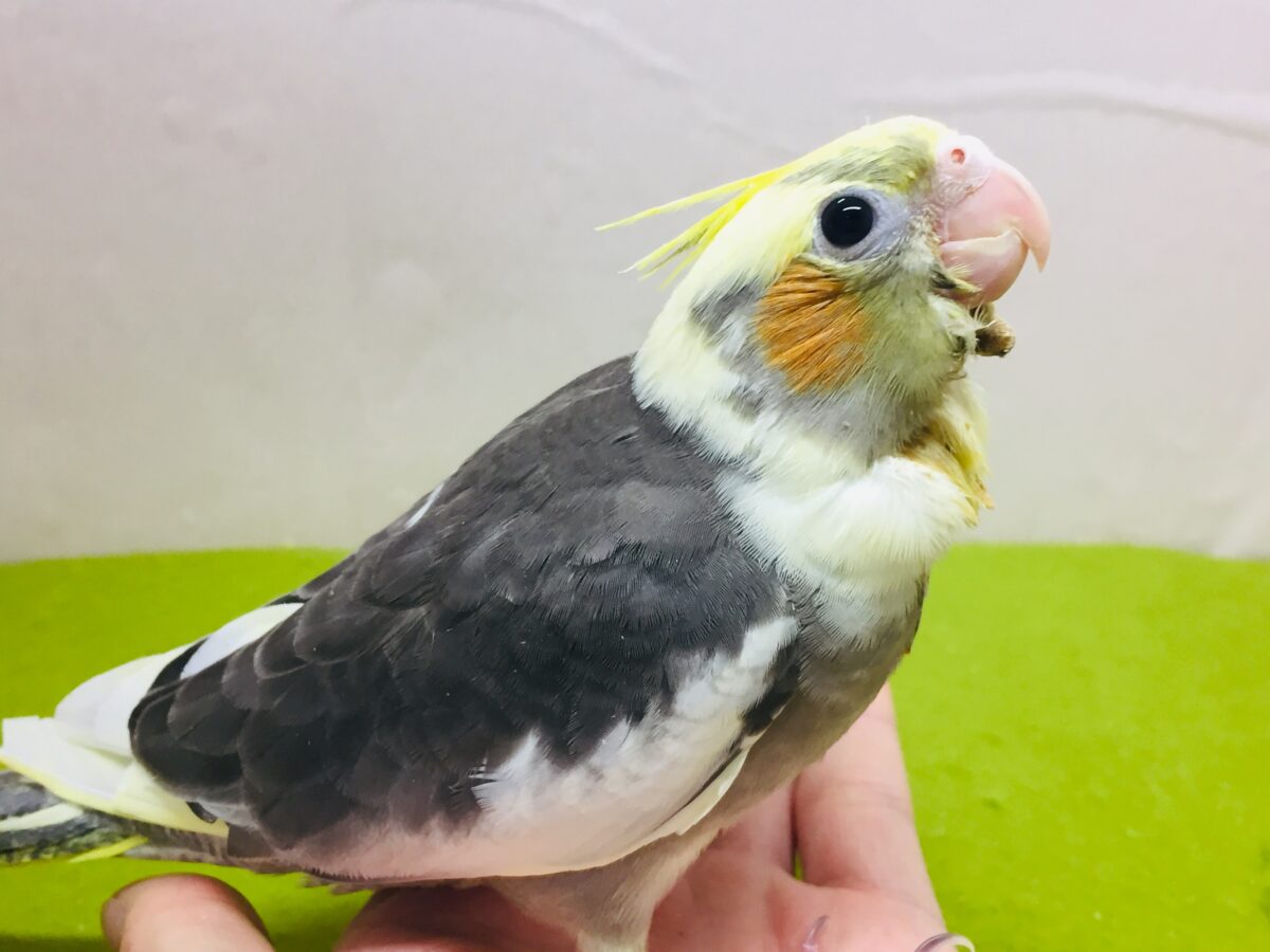 パイドカラーのオカメインコさんがやってきましたよ~⚡⚡⚡⚡ オカメインコ