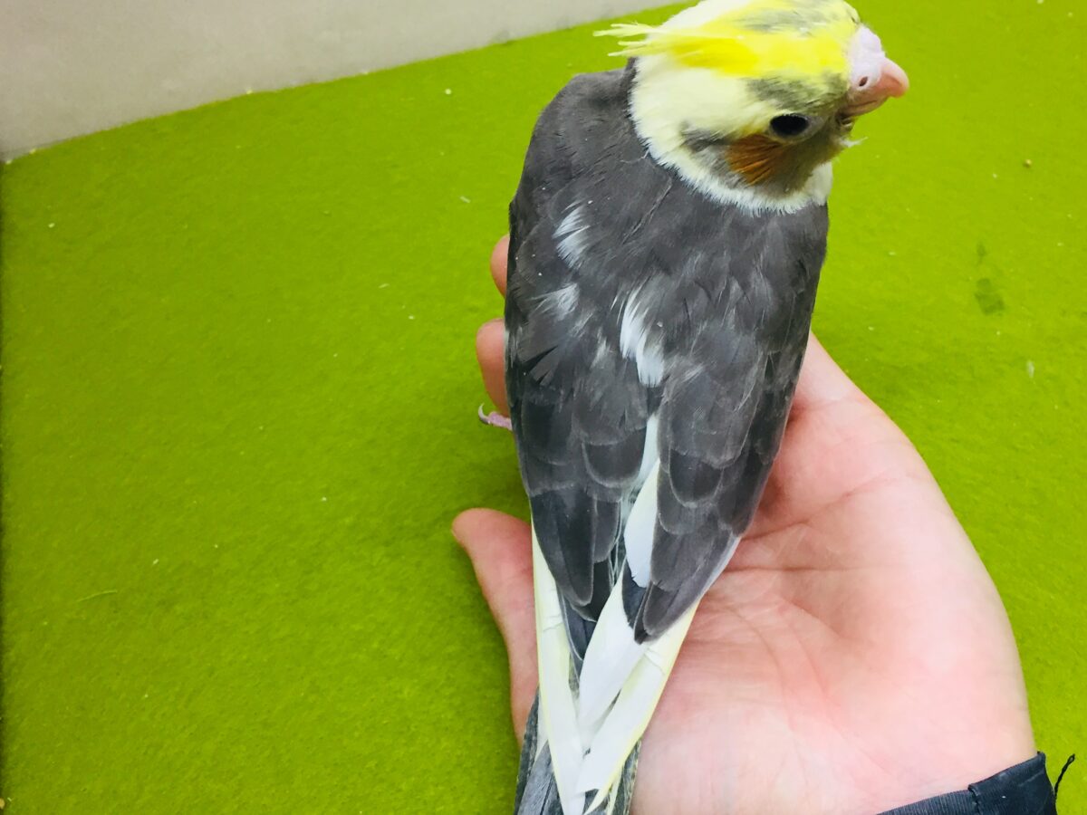パイドカラーのオカメインコさんがやってきましたよ~⚡⚡⚡⚡ オカメインコ
