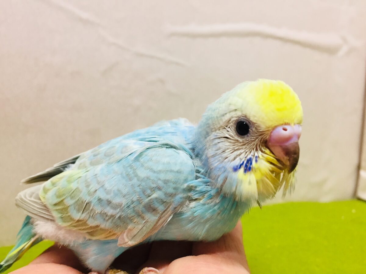 ①とってもカラフル🌈✨レインボー系カラーのセキセイちゃんがやってきましたよ~💗 セキセイインコ