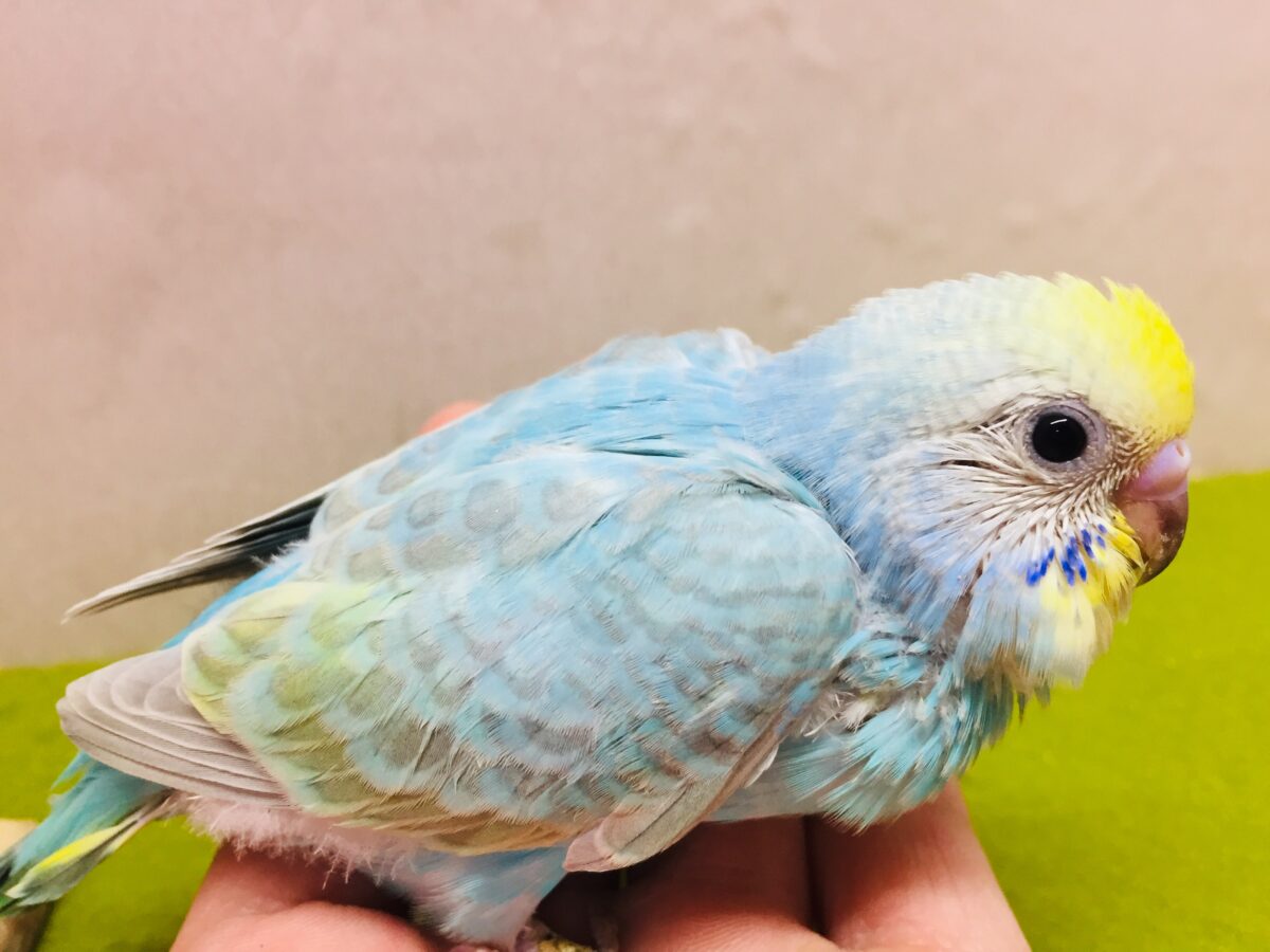 ①とってもカラフル🌈✨レインボー系カラーのセキセイちゃんがやってきましたよ~💗 セキセイインコ