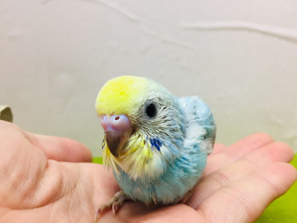 ①とってもカラフル🌈✨レインボー系カラーのセキセイちゃんがやってきましたよ~💗 セキセイインコ