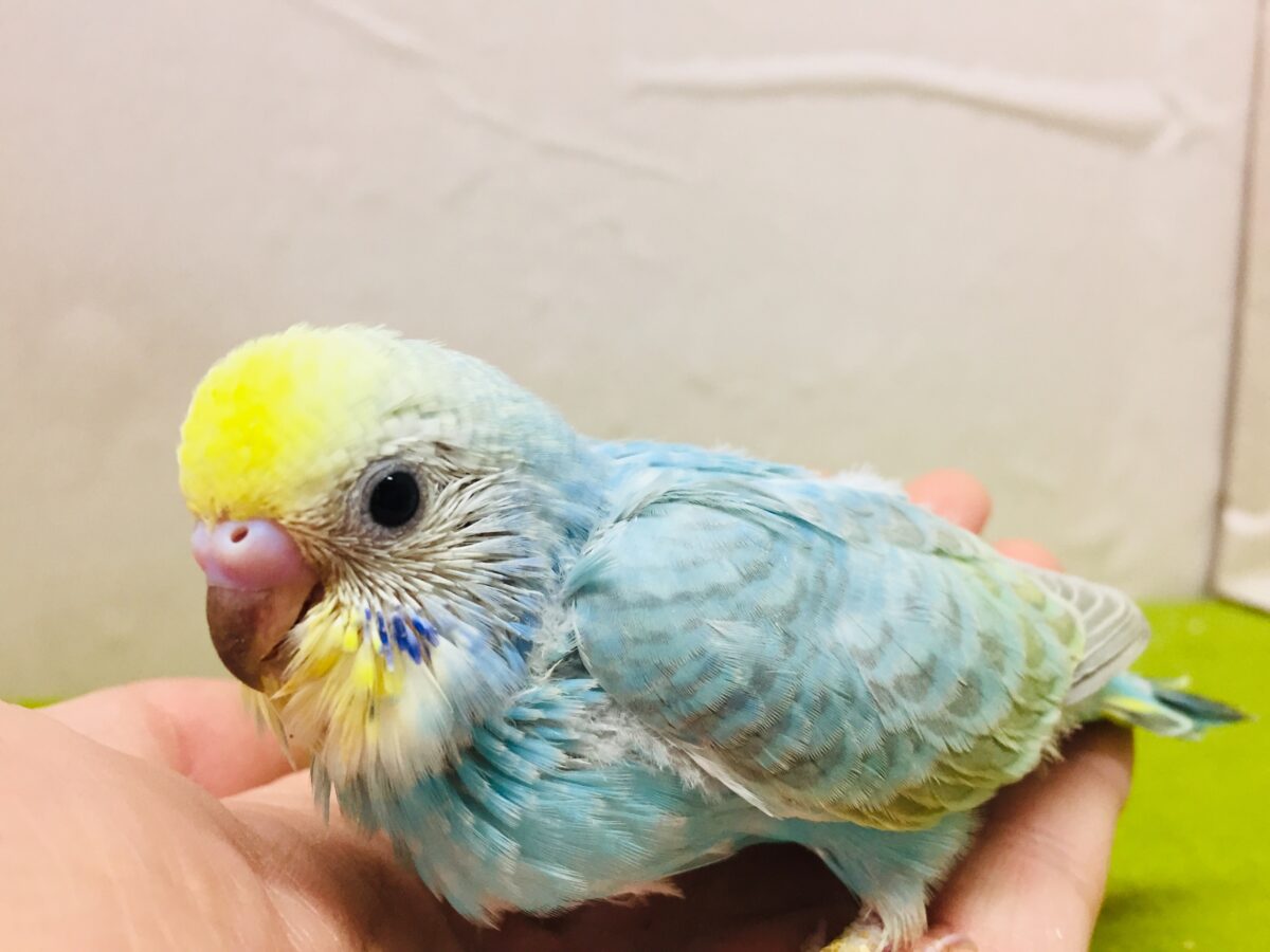 ①とってもカラフル🌈✨レインボー系カラーのセキセイちゃんがやってきましたよ~💗 セキセイインコ