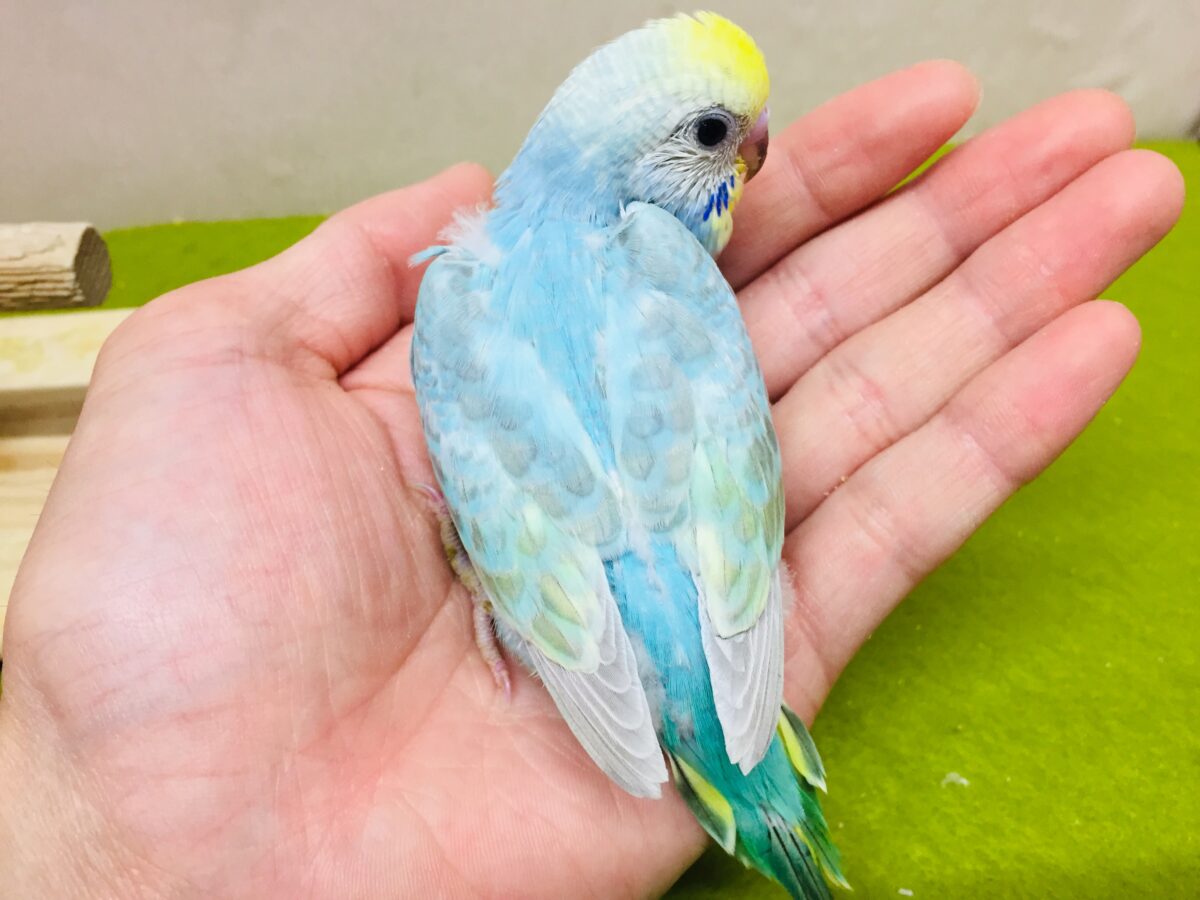 ①とってもカラフル🌈✨レインボー系カラーのセキセイちゃんがやってきましたよ~💗 セキセイインコ