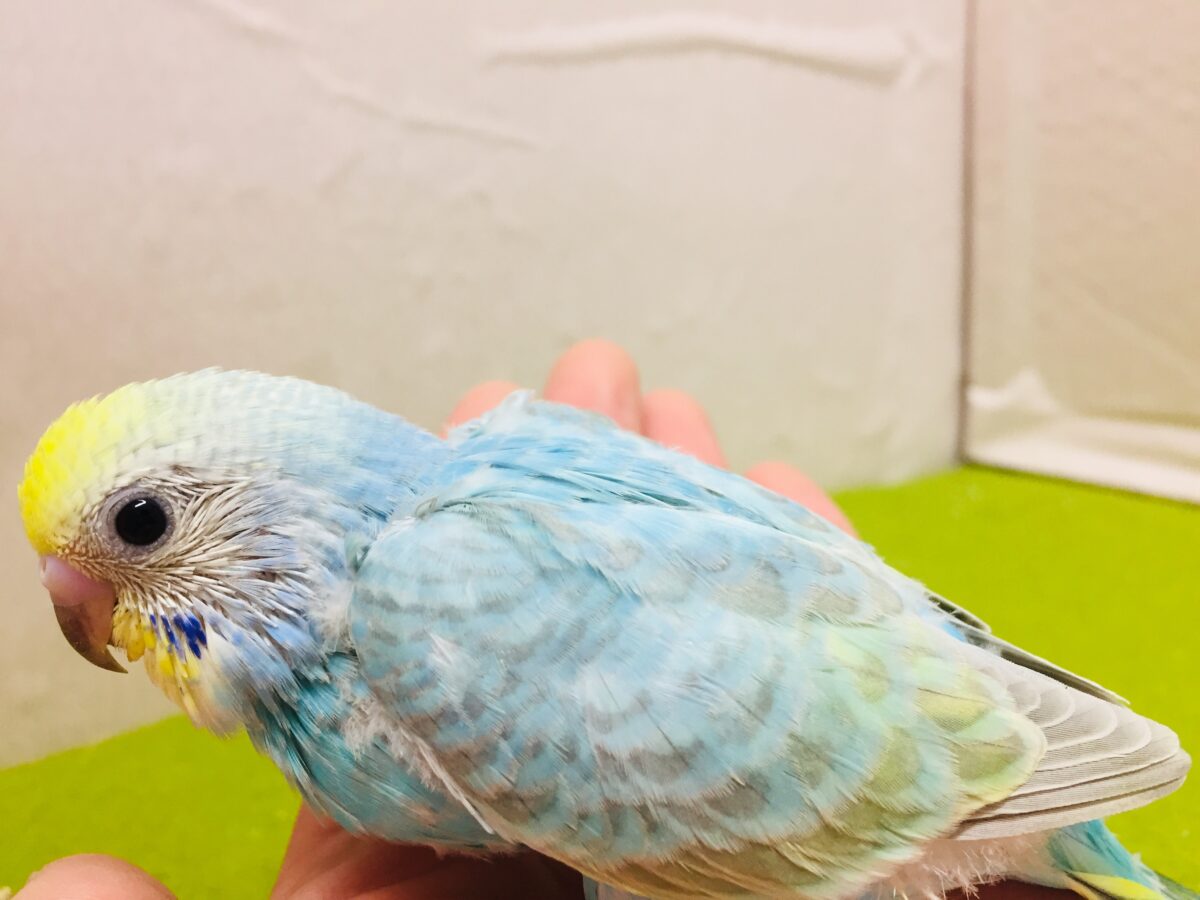 ①とってもカラフル🌈✨レインボー系カラーのセキセイちゃんがやってきましたよ~💗 セキセイインコ