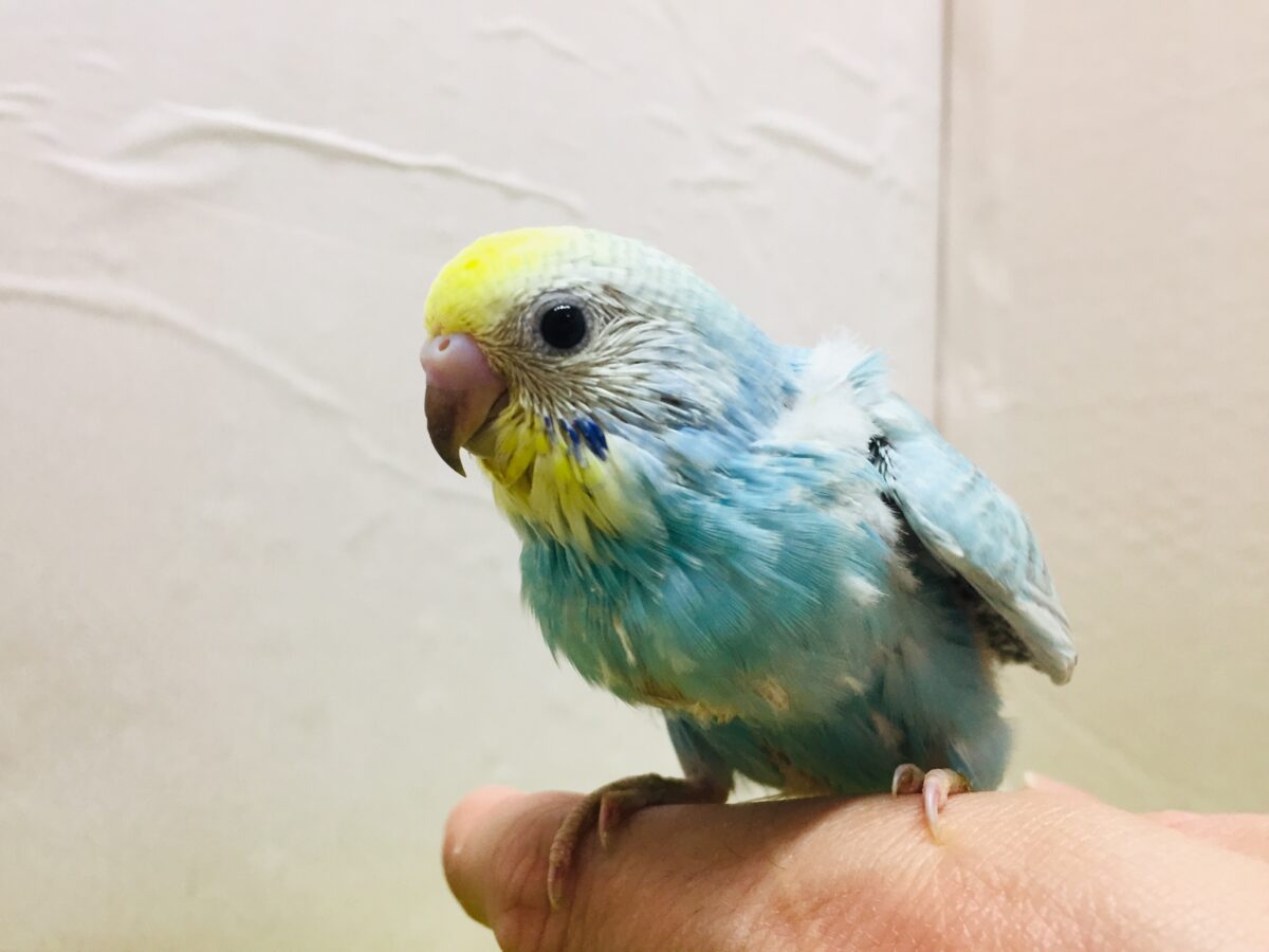 ①とってもカラフル🌈✨レインボー系カラーのセキセイちゃんがやってきましたよ~💗 セキセイインコ
