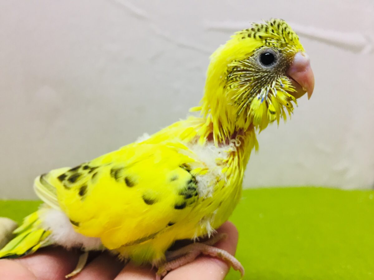 イエローハルクインカラーのセキセイちゃんがやってきましたよ~💛♥💛♥ セキセイインコ