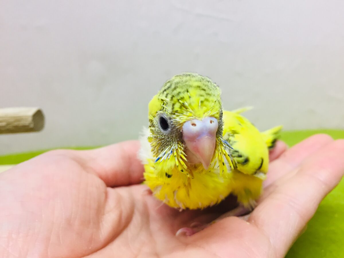 イエローハルクインカラーのセキセイちゃんがやってきましたよ~💛♥💛♥ セキセイインコ