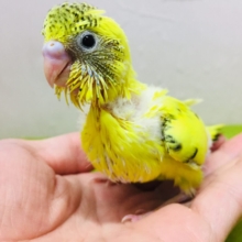イエローハルクインカラーのセキセイちゃんがやってきましたよ～💛♥💛♥