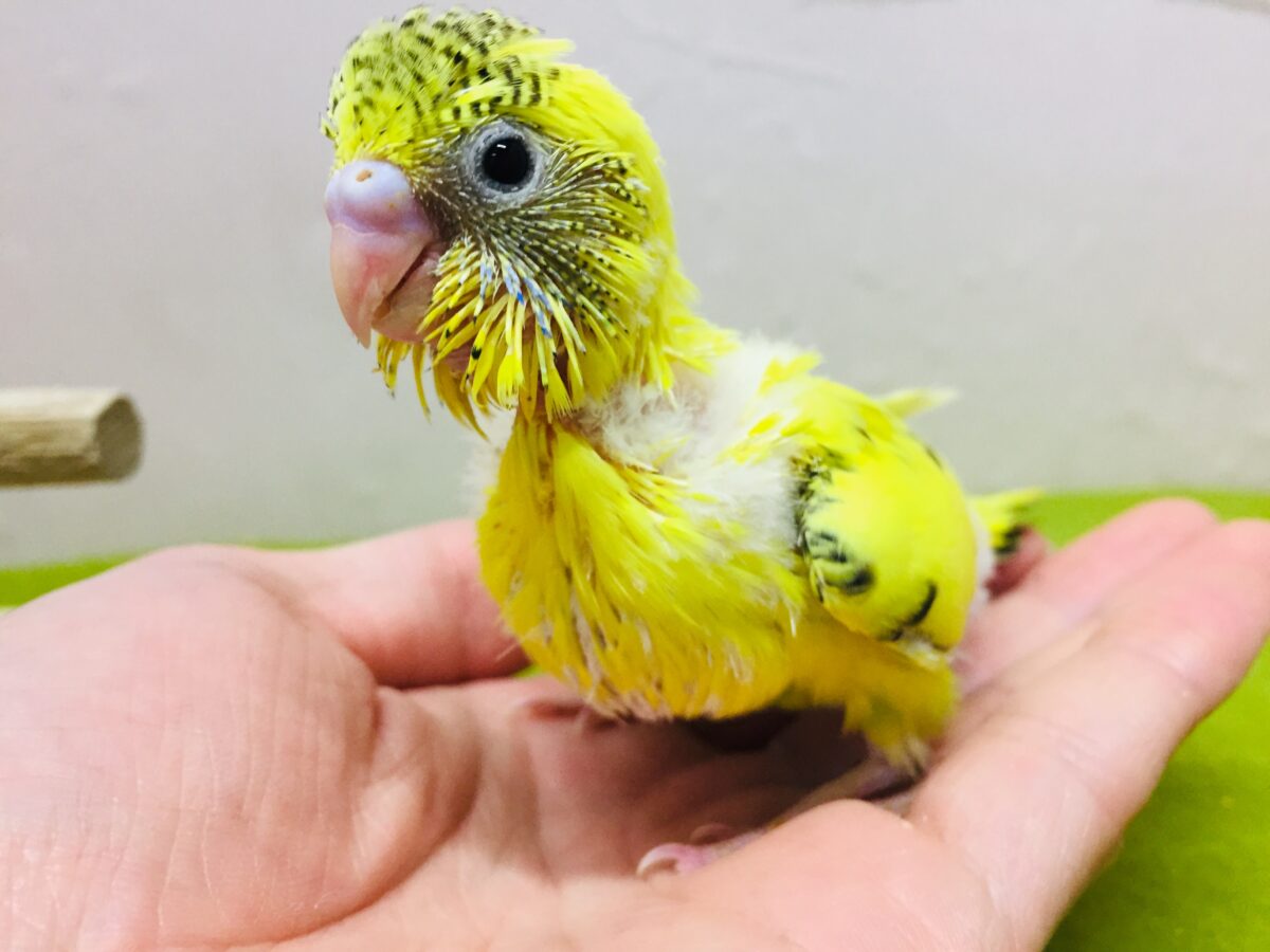 イエローハルクインカラーのセキセイちゃんがやってきましたよ~💛♥💛♥ セキセイインコ