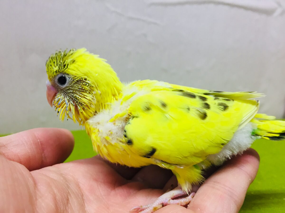イエローハルクインカラーのセキセイちゃんがやってきましたよ~💛♥💛♥ セキセイインコ