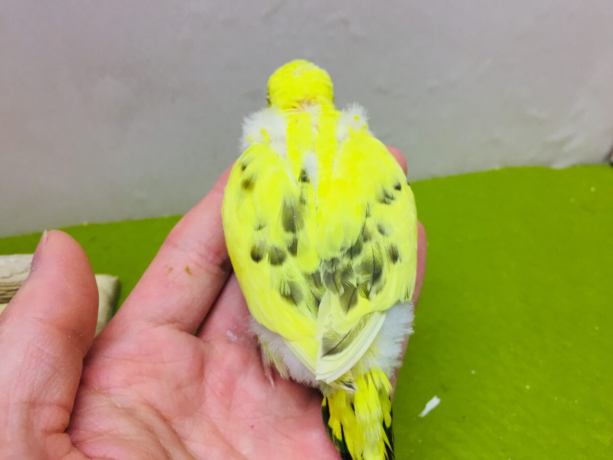 イエローハルクインカラーのセキセイちゃんがやってきましたよ~💛♥💛♥ セキセイインコ