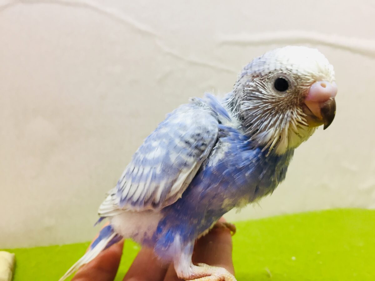 💙💙💙セキセイインコ(ブルースパングル)💙💙💙 セキセイインコ