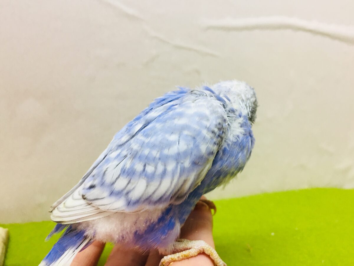 💙💙💙セキセイインコ(ブルースパングル)💙💙💙 セキセイインコ
