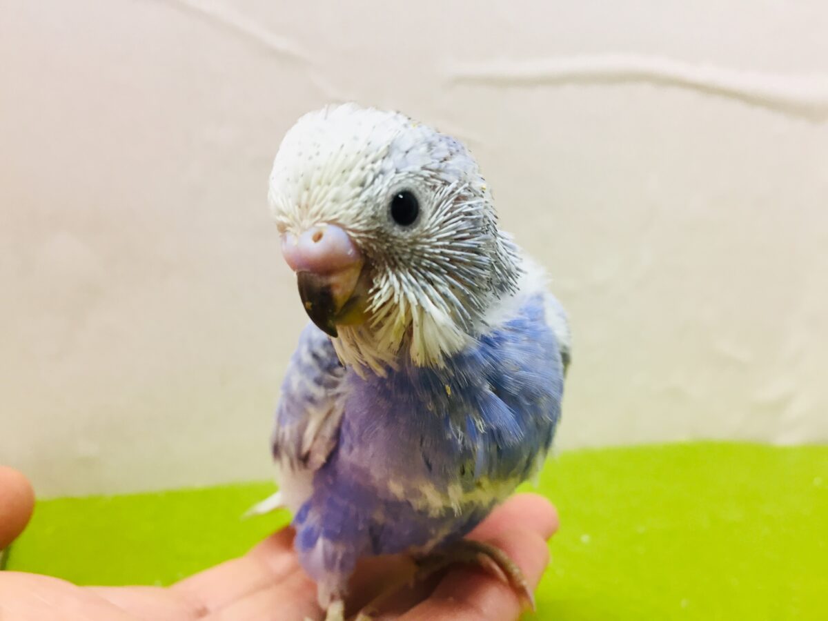 💙💙💙セキセイインコ(ブルースパングル)💙💙💙 セキセイインコ