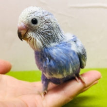 💙💙💙セキセイインコ（ブルースパングル）💙💙💙