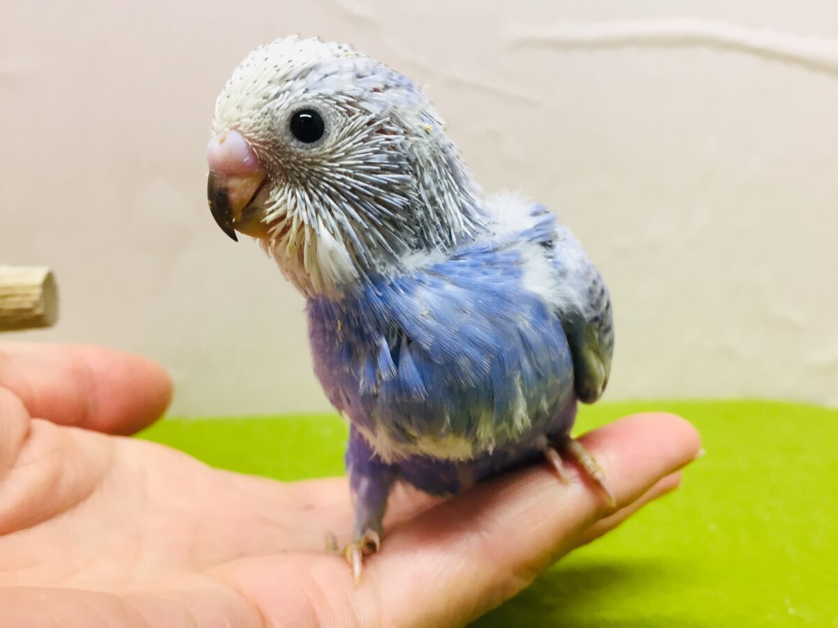 💙💙💙セキセイインコ(ブルースパングル)💙💙💙 セキセイインコ