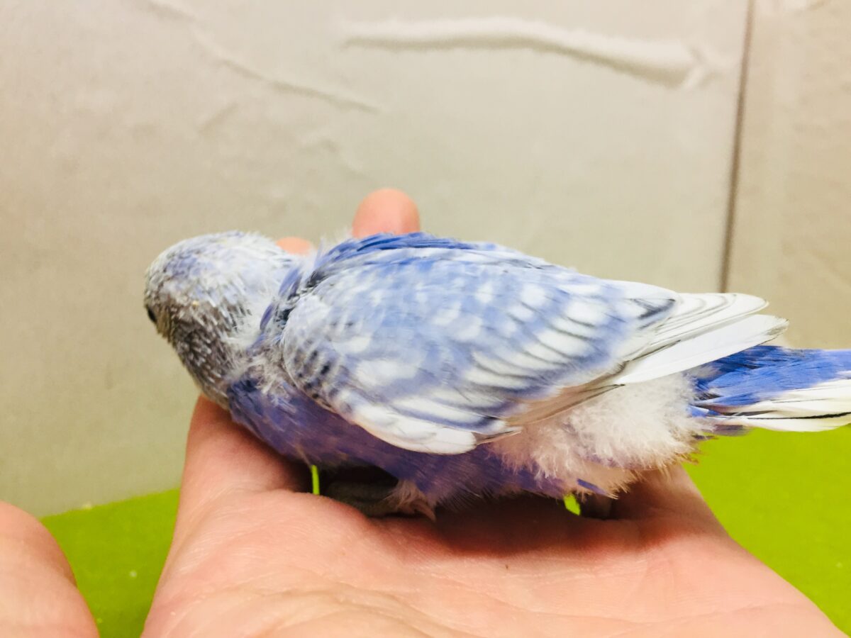 💙💙💙セキセイインコ(ブルースパングル)💙💙💙 セキセイインコ