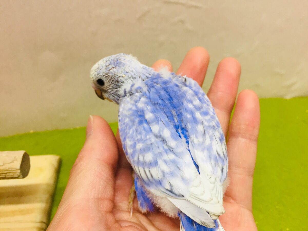 💙💙💙セキセイインコ(ブルースパングル)💙💙💙 セキセイインコ