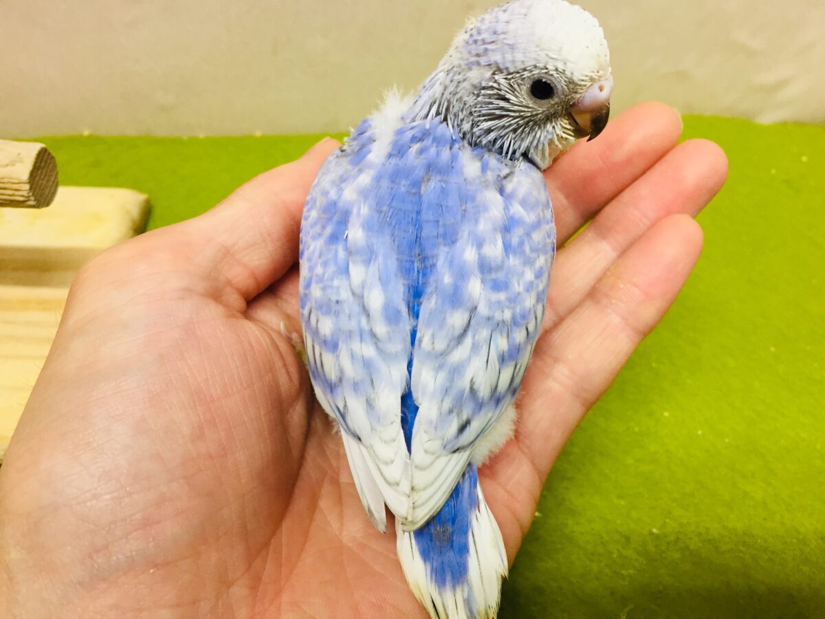 💙💙💙セキセイインコ(ブルースパングル)💙💙💙 セキセイインコ