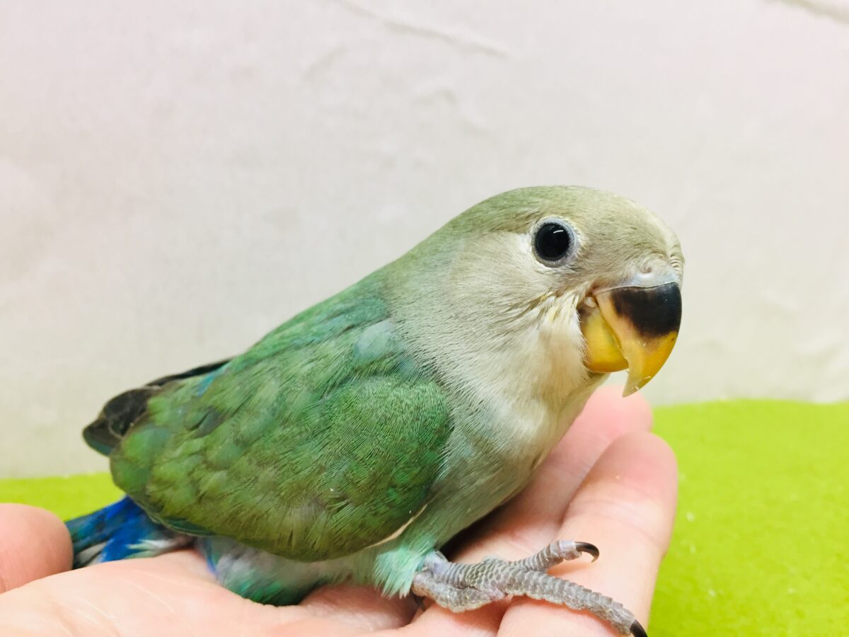 コザクラインコ（小桜インコ）