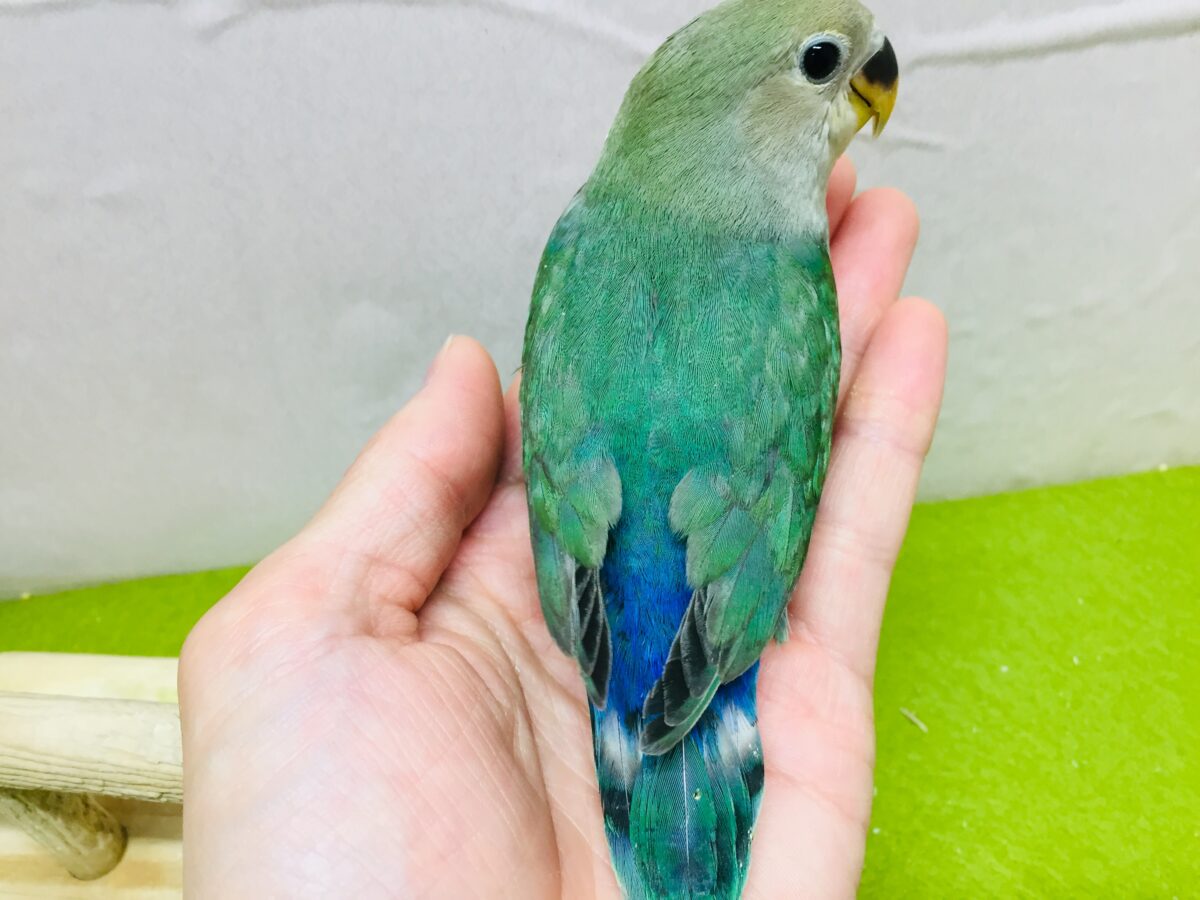 コザクラインコ（小桜インコ）