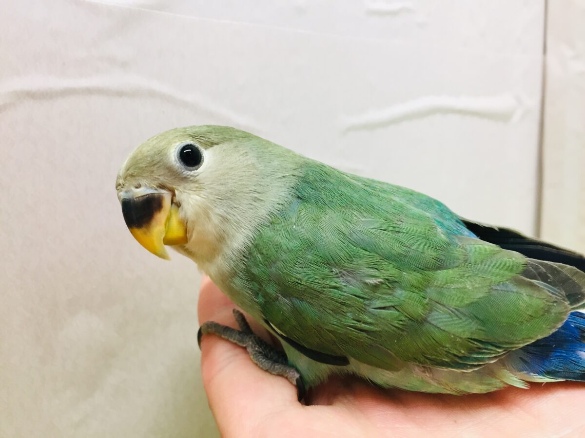 コザクラインコ（小桜インコ）
