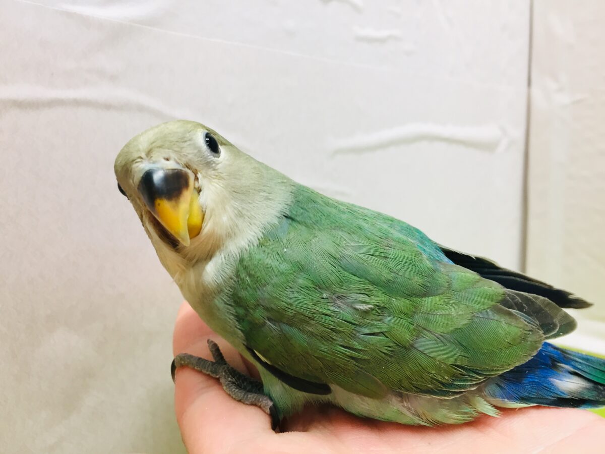 コザクラインコ（小桜インコ）