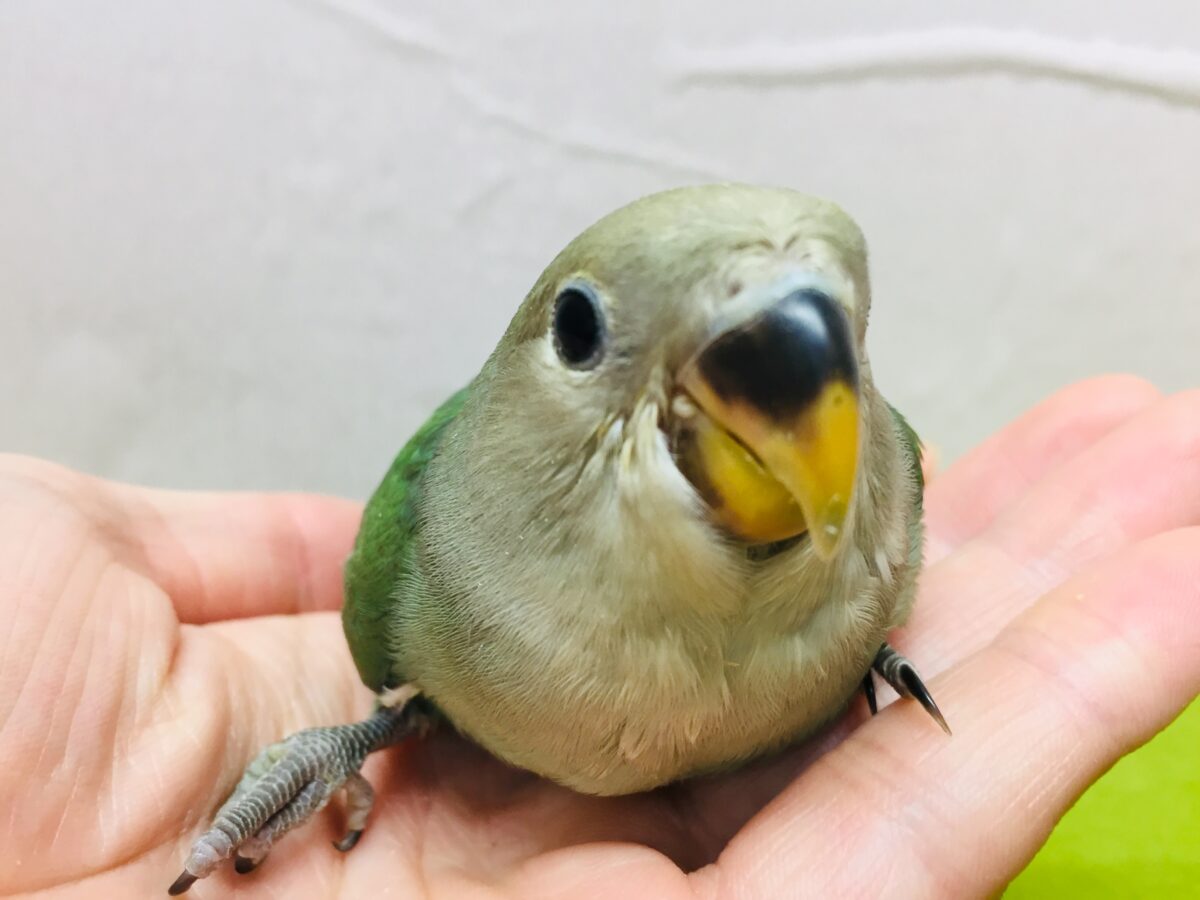 コザクラインコ（小桜インコ）