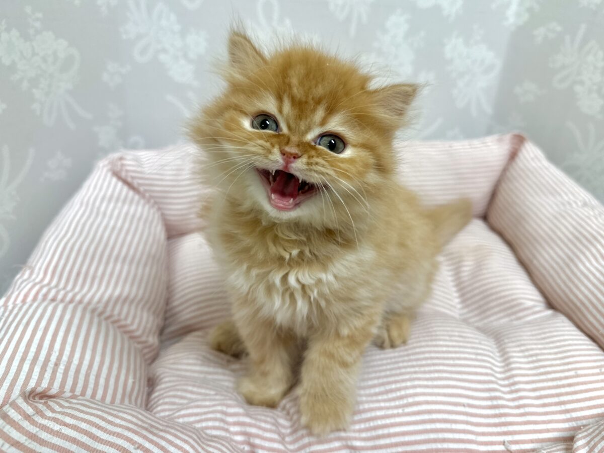 フォールデックス