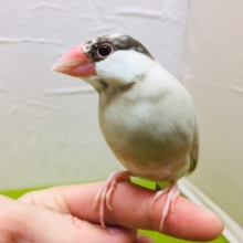【🌟最新画像更新🌟】ミルクティーちゃんがやってきましたー(*´ω`*)💛💛　シナモン文鳥