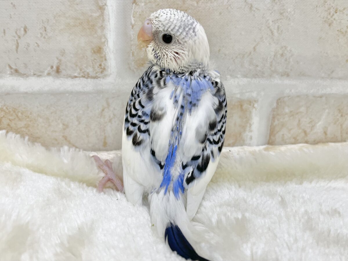 【🆙最新画像あり‼️】青空カラー🩵☁️✨ セキセイインコ(ブルーパイド) セキセイインコ