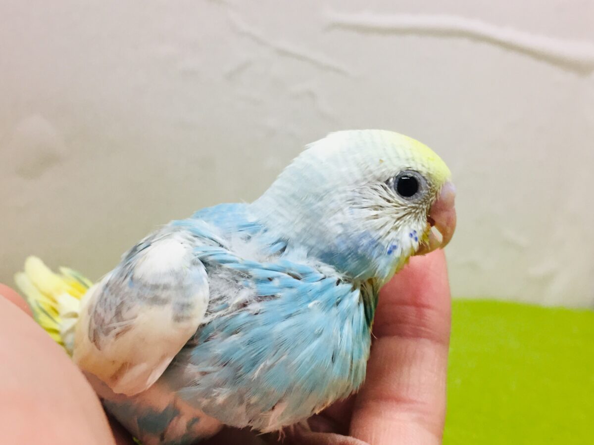 ①🌈🌈🌈セキセイインコ(レインボー系)🌈🌈🌈 セキセイインコ