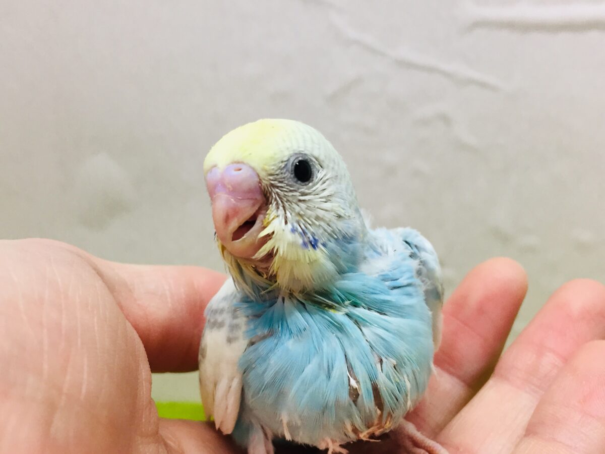 ①🌈🌈🌈セキセイインコ(レインボー系)🌈🌈🌈 セキセイインコ