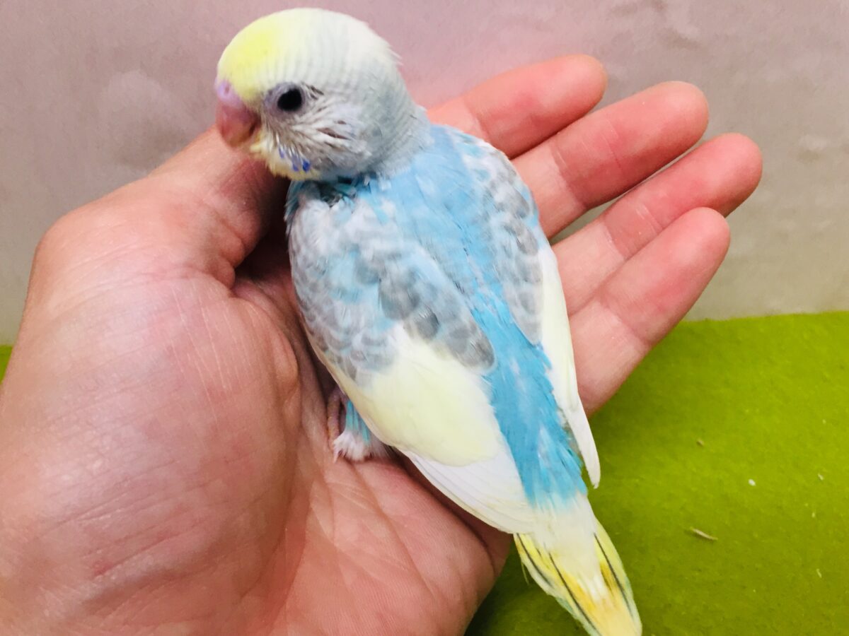 ①🌈🌈🌈セキセイインコ(レインボー系)🌈🌈🌈 セキセイインコ