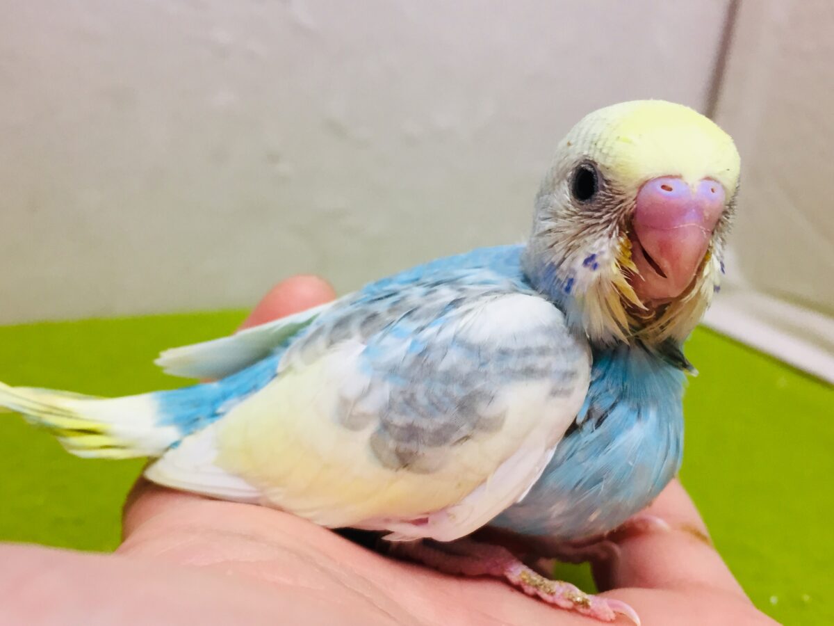 ①🌈🌈🌈セキセイインコ(レインボー系)🌈🌈🌈 セキセイインコ
