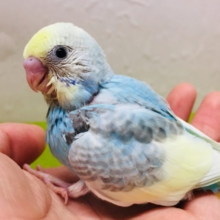 ①🌈🌈🌈セキセイインコ（レインボー系）🌈🌈🌈