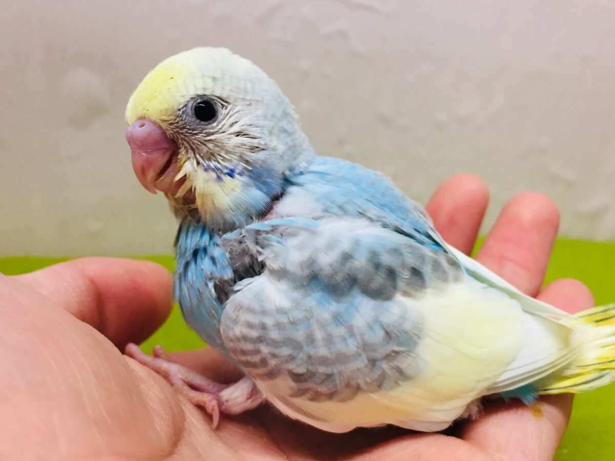①🌈🌈🌈セキセイインコ(レインボー系)🌈🌈🌈 セキセイインコ