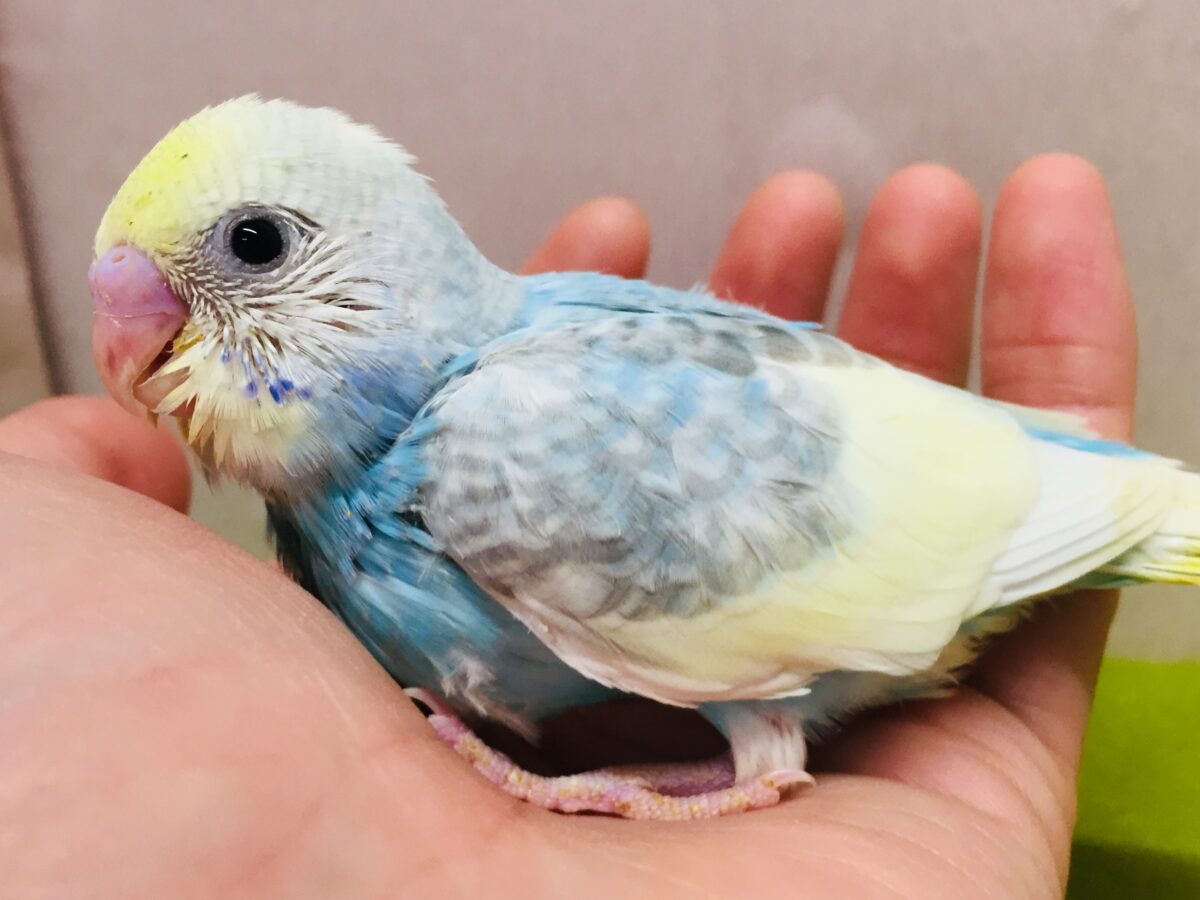 ①🌈🌈🌈セキセイインコ(レインボー系)🌈🌈🌈 セキセイインコ