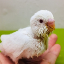 真っ白赤目のアルビノカラー💖💖　セキセイインコ