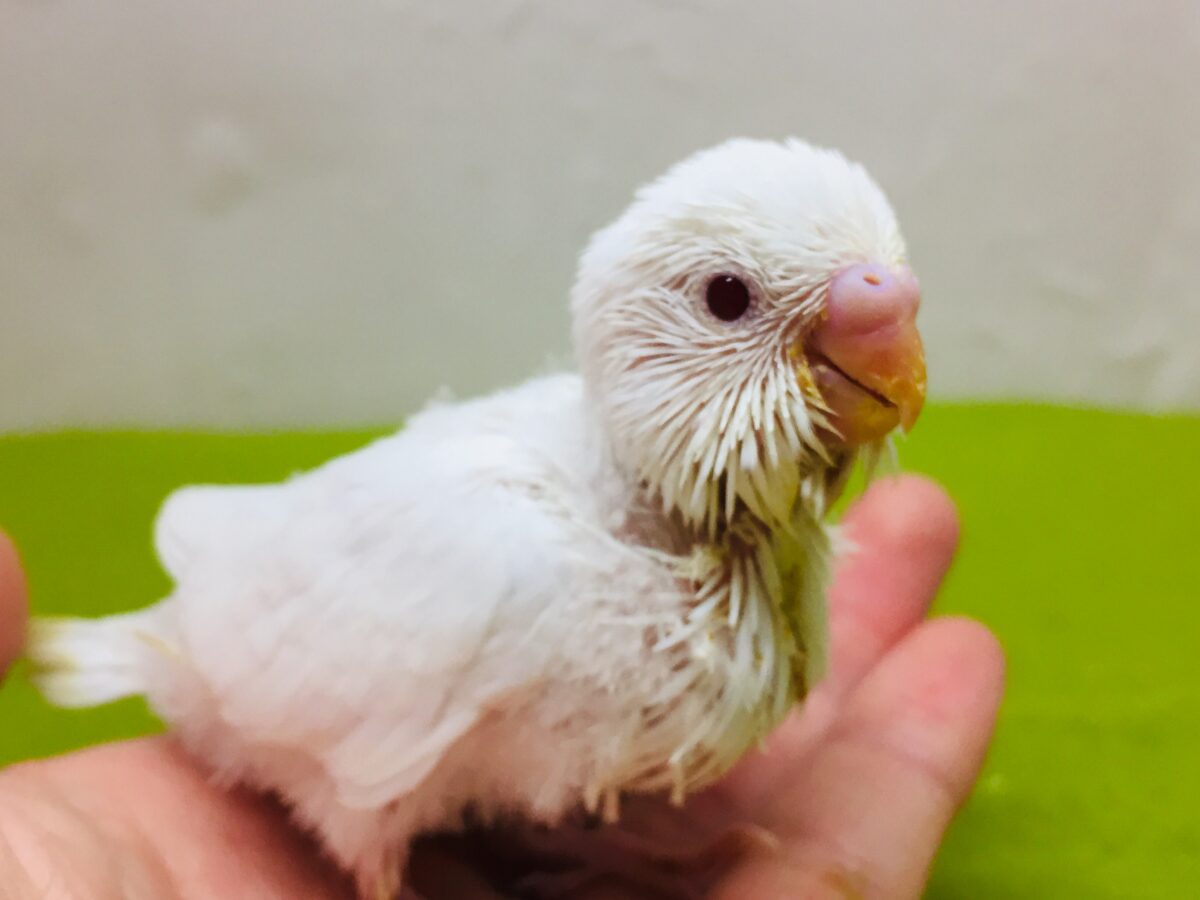 真っ白赤目のアルビノカラー💖💖 セキセイインコ セキセイインコ