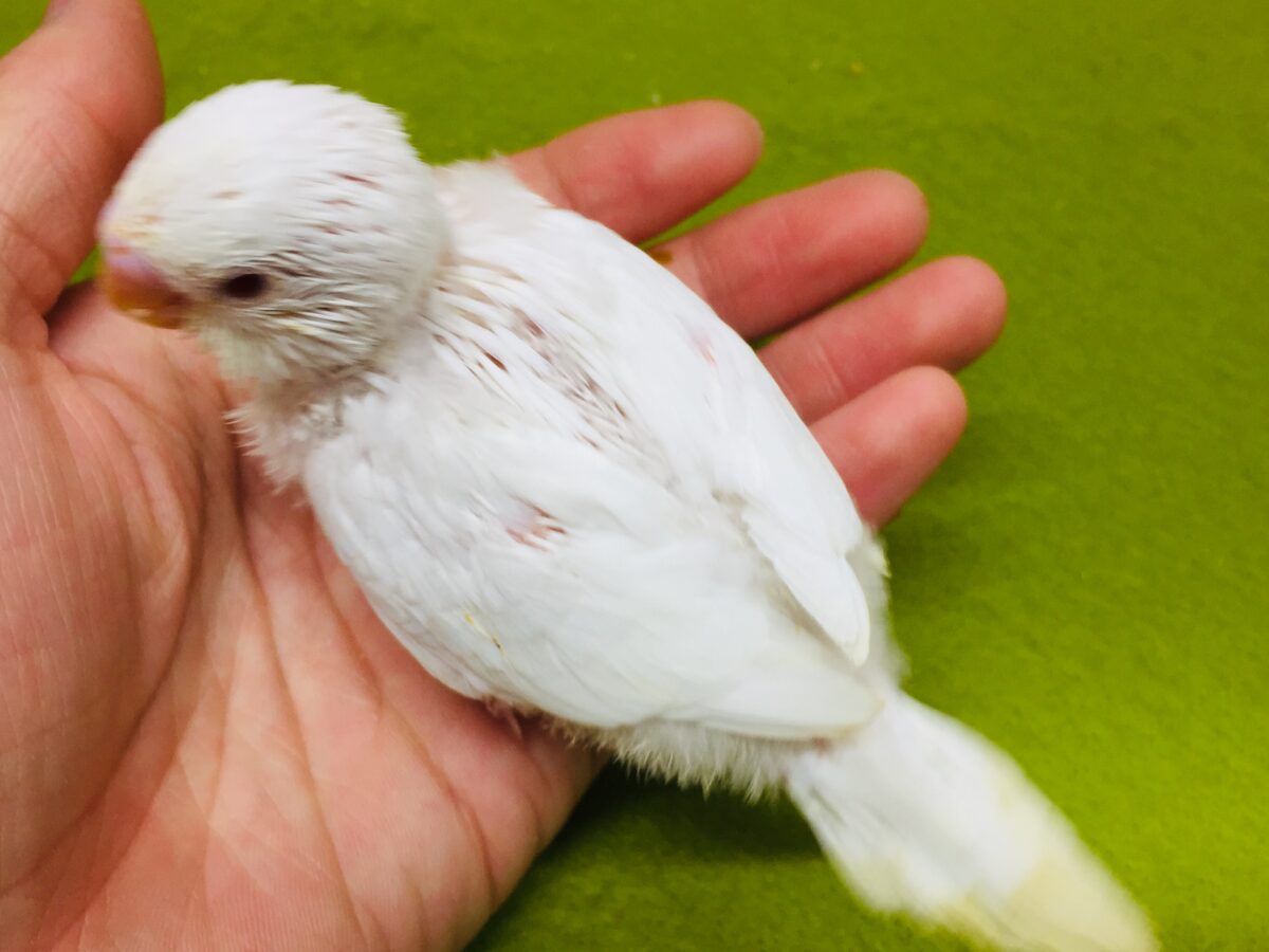 真っ白赤目のアルビノカラー💖💖 セキセイインコ セキセイインコ