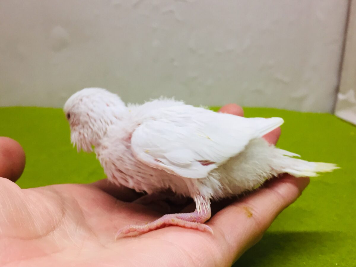 真っ白赤目のアルビノカラー💖💖 セキセイインコ セキセイインコ