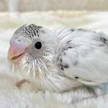 ふくふく豆大福〜ミントを添えて🫘✨　セキセイインコ（ハルクイン）