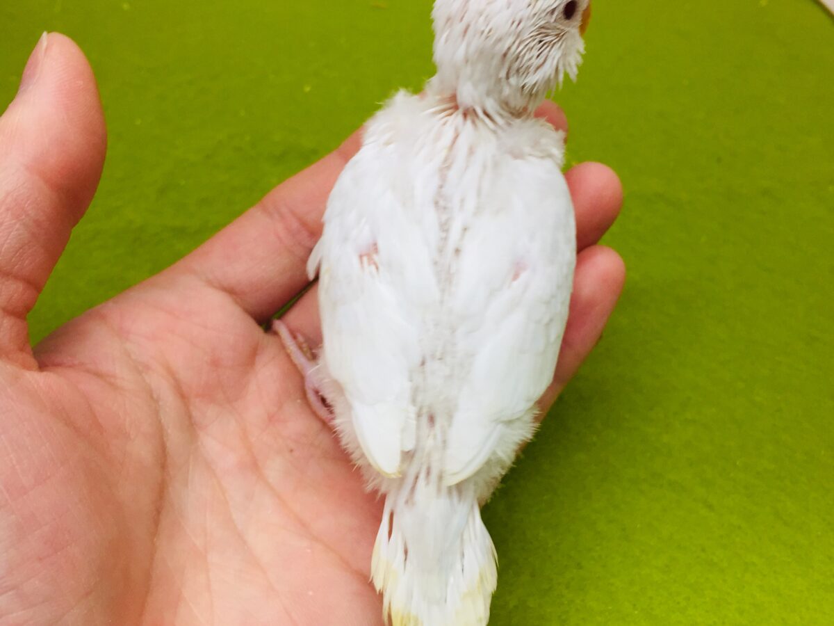真っ白赤目のアルビノカラー💖💖 セキセイインコ セキセイインコ