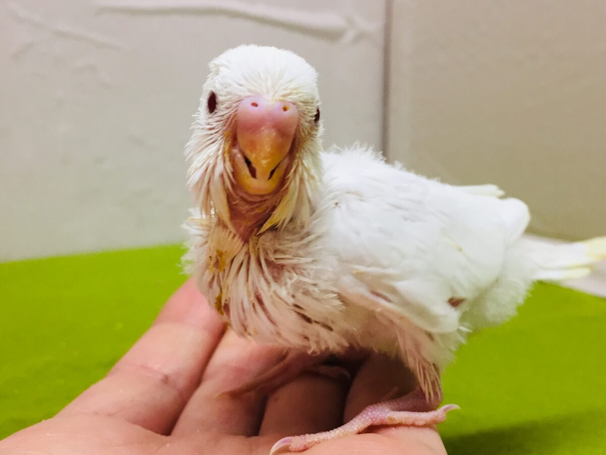 真っ白赤目のアルビノカラー💖💖 セキセイインコ セキセイインコ