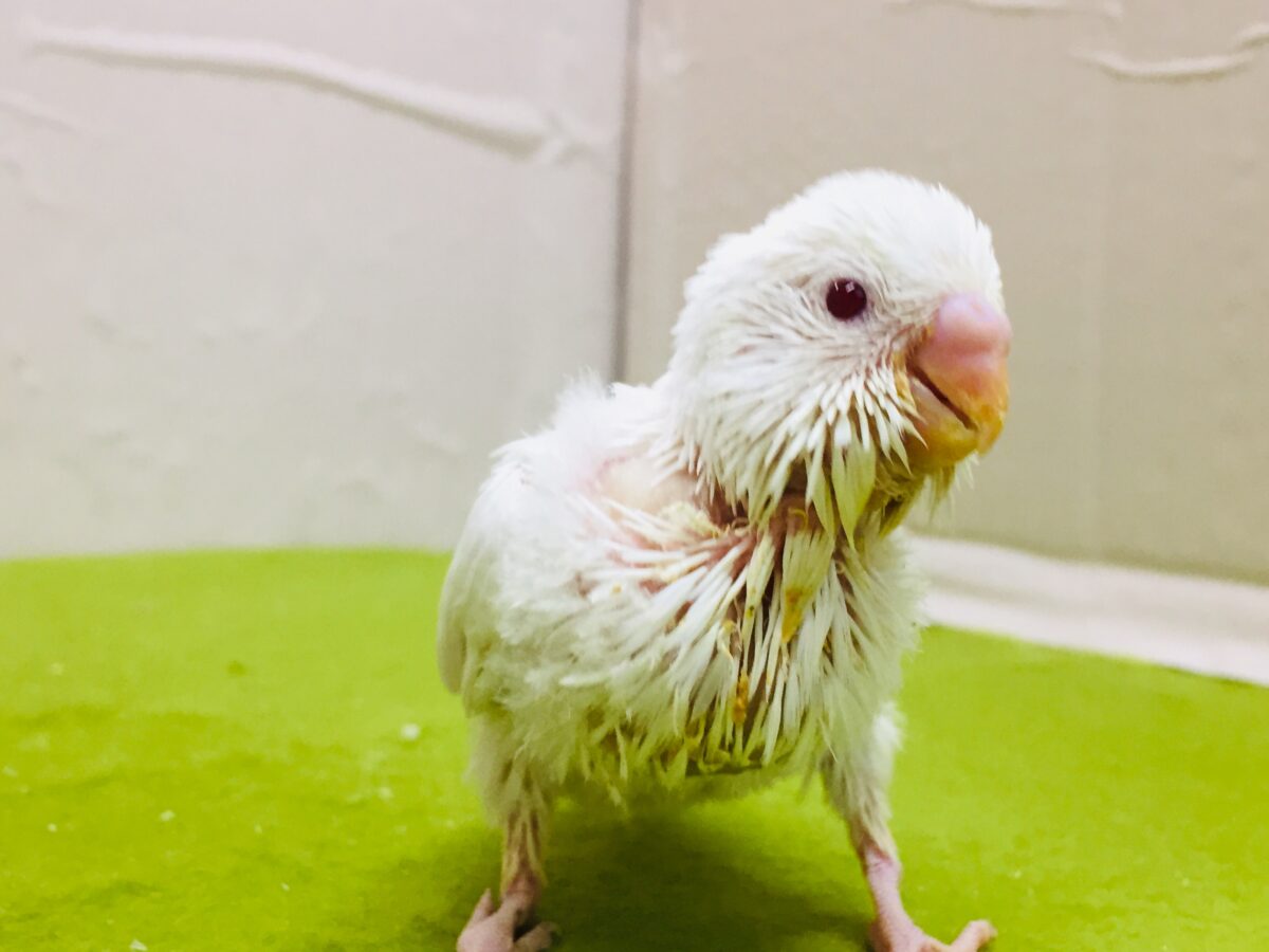 真っ白赤目のアルビノカラー💖💖 セキセイインコ セキセイインコ
