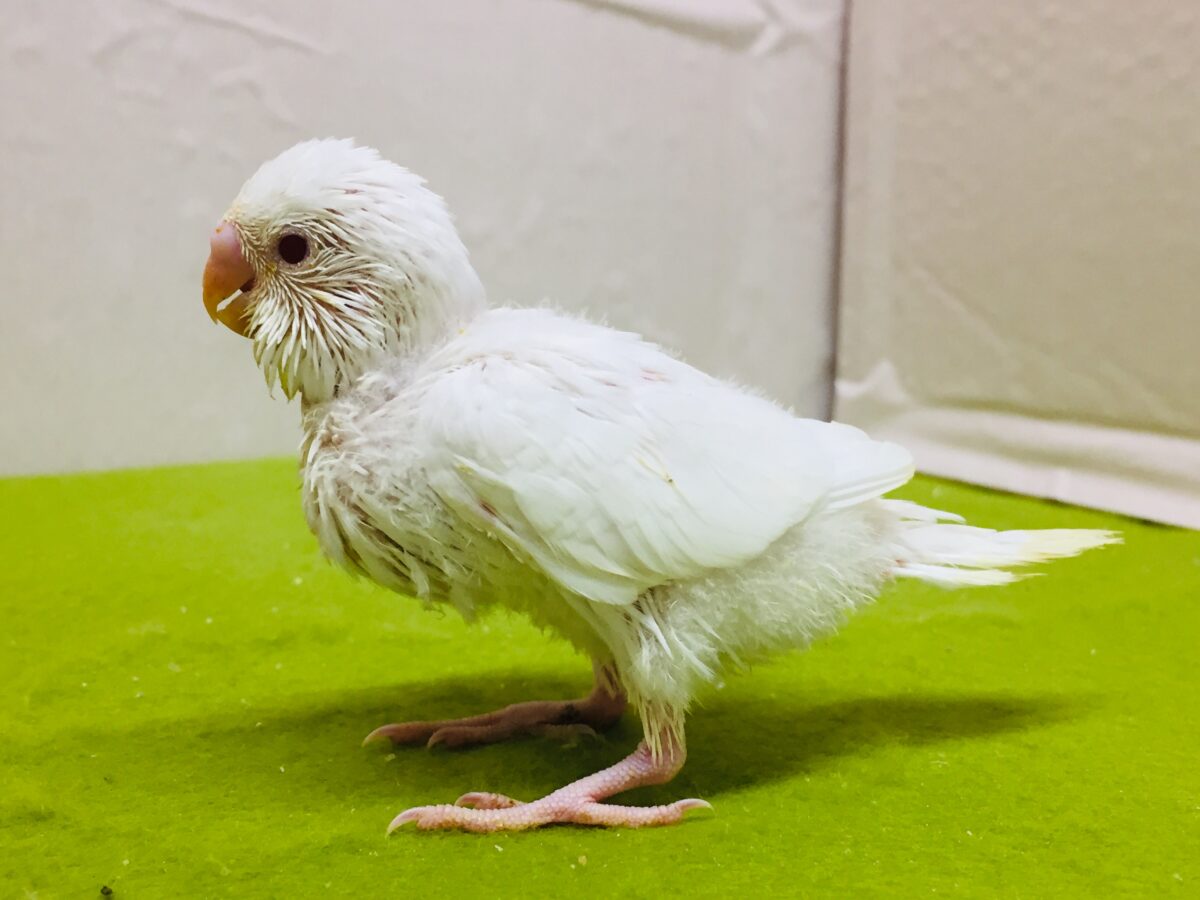 真っ白赤目のアルビノカラー💖💖 セキセイインコ セキセイインコ