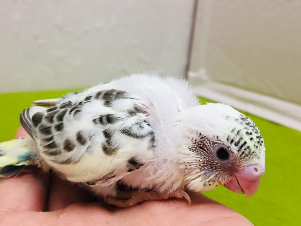 四色ハルクインカラーのセキセイちゃんがやってきましたよ~💙💛💚 セキセイインコ セキセイインコ