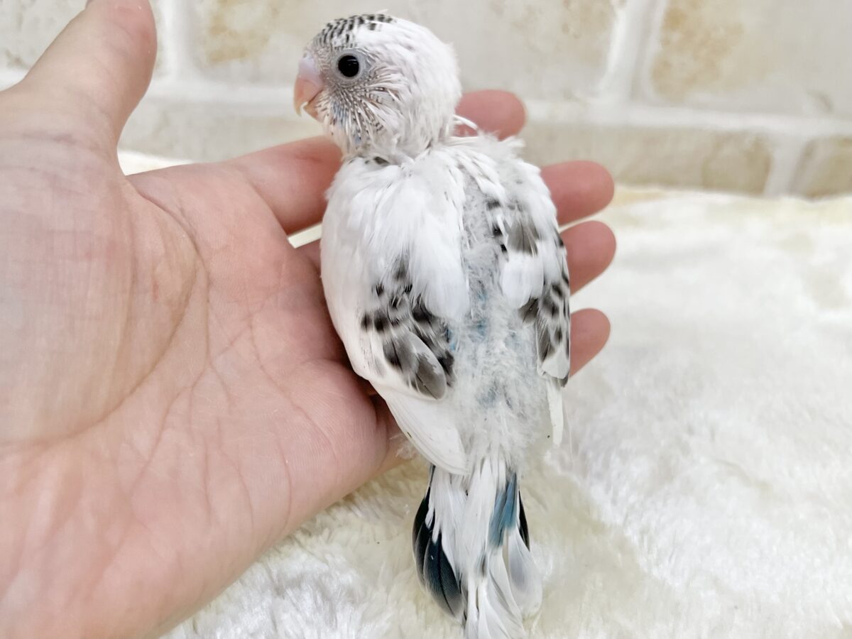 ふくふく豆大福〜ミントを添えて🫘✨ セキセイインコ(ハルクイン) セキセイインコ