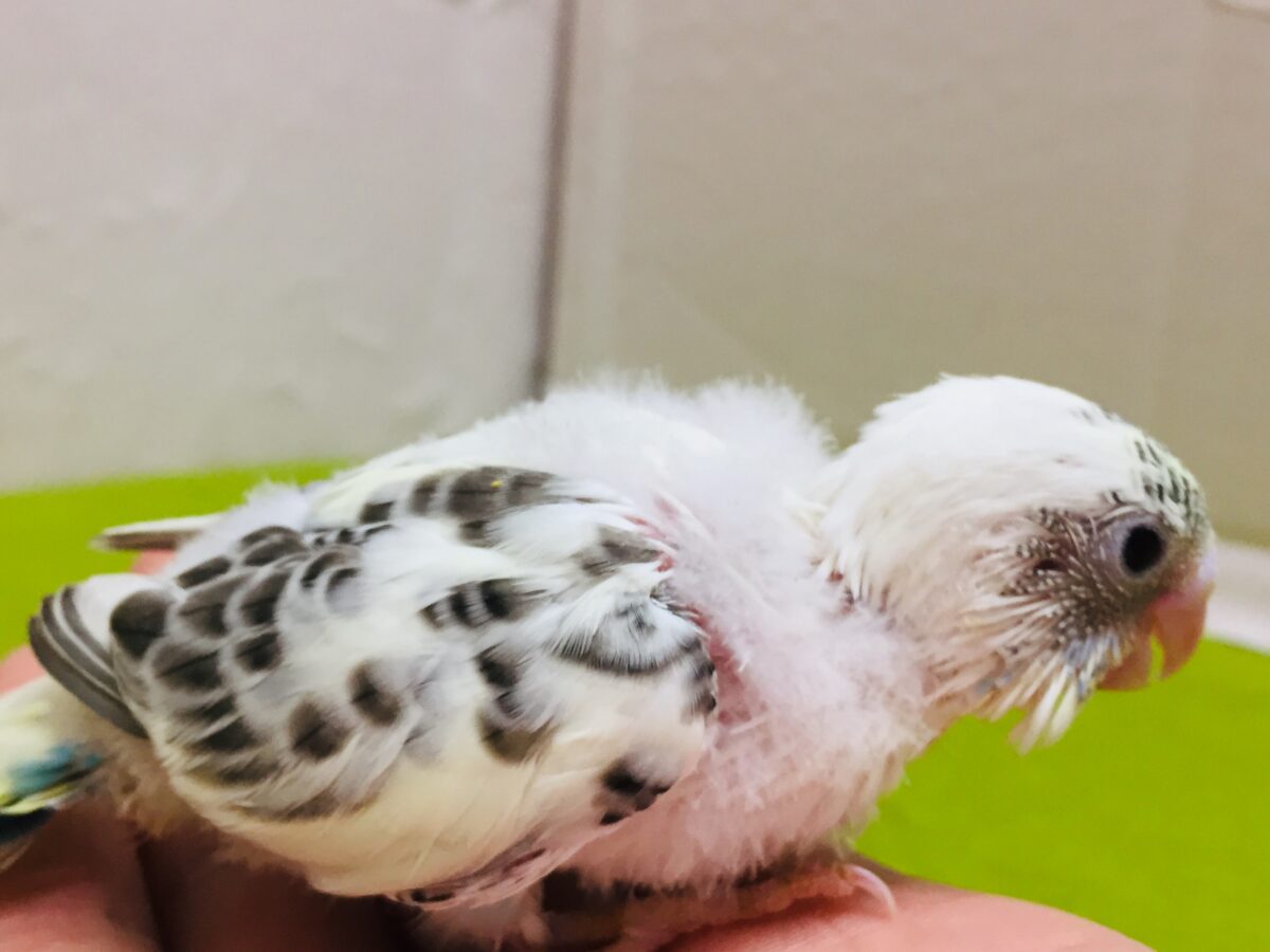 四色ハルクインカラーのセキセイちゃんがやってきましたよ~💙💛💚 セキセイインコ セキセイインコ